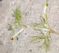 Attēlu rezultāti vaicājumam “Batrachium”