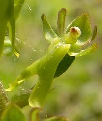 Attēlu rezultāti vaicājumam “Listera ovata bud”