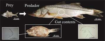 Image result for Centropomus parallelus