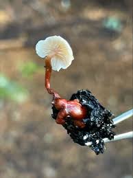 Attēlu rezultāti vaicājumam “Collybia cirrhata”