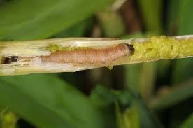 Attēlu rezultāti vaicājumam “Apamea ophiogramma”