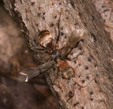 Attēlu rezultāti vaicājumam “Dipogon sp.”