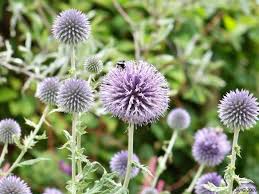 Image result for Echinops spaerocephalus