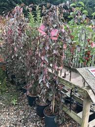 Attēlu rezultāti vaicājumam “Malus purpurea”