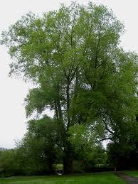 Attēlu rezultāti vaicājumam “Populus nigra”