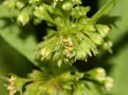 Attēlu rezultāti vaicājumam “Rumex maritimus leaf”
