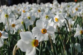 Attēlu rezultāti vaicājumam “Narcissus poeticus”