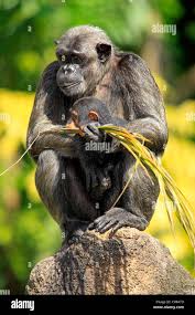 Attēlu rezultāti vaicājumam “Troglodytes troglodytes adult”