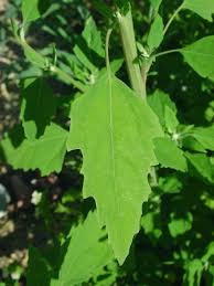 Image result for Chenopodium album