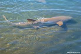 Image result for Nebrius ferrugineus