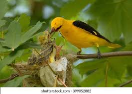 Attēlu rezultāti vaicājumam “Oriolus oriolus male”