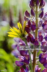 Attēlu rezultāti vaicājumam “Scorzonera humilis leaf”