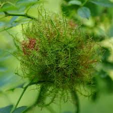 Attēlu rezultāti vaicājumam “Diplolepis rosae”