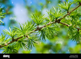 Attēlu rezultāti vaicājumam “Larix kaempferi leaf”