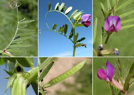 Attēlu rezultāti vaicājumam “Vicia angustifolia”