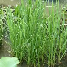 Attēlu rezultāti vaicājumam “Glyceria maxima leaf”