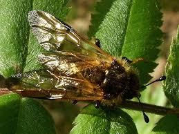 Attēlu rezultāti vaicājumam “Trichiosoma”