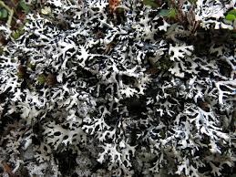 Attēlu rezultāti vaicājumam “Hypogymnia physodes”