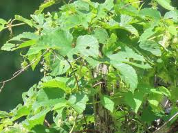 Attēlu rezultāti vaicājumam “Humulus lupulus leaf”