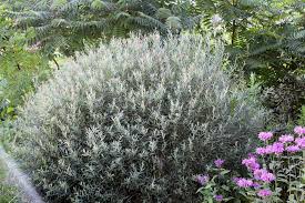 Attēlu rezultāti vaicājumam “Salix purpurea”