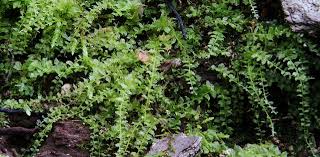 Attēlu rezultāti vaicājumam “Plagiomnium cuspidatum sporophyte”