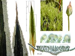 Attēlu rezultāti vaicājumam “Polytrichastrum longisetum”