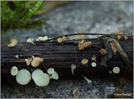 Attēlu rezultāti vaicājumam “Hymenoscyphus sp.”