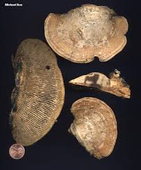 Attēlu rezultāti vaicājumam “Daedalea quercina”