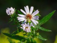 Attēlu rezultāti vaicājumam “Symphyotrichum x salignum”