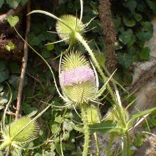 Image result for Dipsacus silvestris