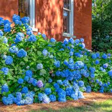 Attēlu rezultāti vaicājumam “Hydrangea”