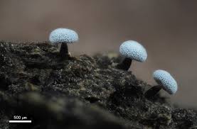 Attēlu rezultāti vaicājumam “Badhamia sp.”