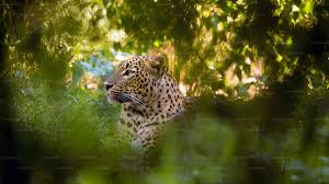 Image result for Яла заповедник