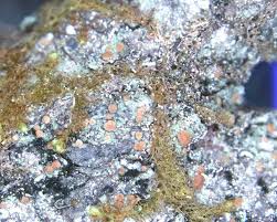 Attēlu rezultāti vaicājumam “Biatora sphaeroides”