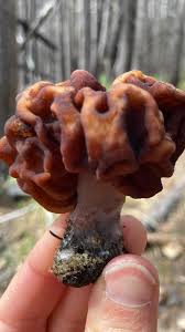 Attēlu rezultāti vaicājumam “Gyromitra esculenta”