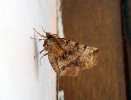 Attēlu rezultāti vaicājumam “Selenia dentaria imago”