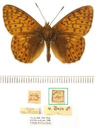 Attēlu rezultāti vaicājumam “Boloria eunomia upperside”