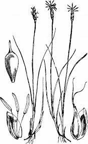 Attēlu rezultāti vaicājumam “Carex dioica”