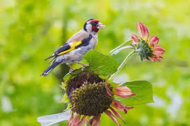 Attēlu rezultāti vaicājumam “Carduelis carduelis adult”