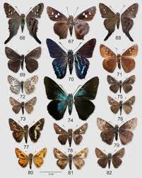 Attēlu rezultāti vaicājumam “Hesperiidae”