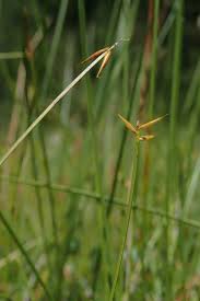 Attēlu rezultāti vaicājumam “Carex pauciflora”