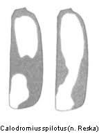 Attēlu rezultāti vaicājumam “Calodromius spilotus”