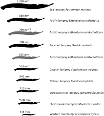 Image result for Lethenteron camtschaticum