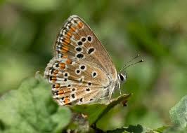 Attēlu rezultāti vaicājumam “Polyommatinae”