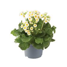 Attēlu rezultāti vaicājumam “Primula veris var. rubra”