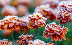 Attēlu rezultāti vaicājumam “Tagetes flower”