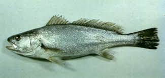 Image result for Argyrosomus japonicus