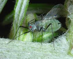 Attēlu rezultāti vaicājumam “Macrosiphoniella absinthii”