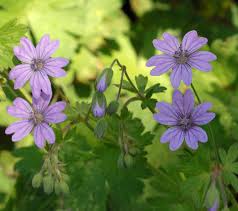 Attēlu rezultāti vaicājumam “Geranium pyrenaicum flower”