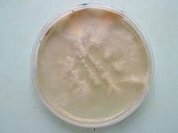 Attēlu rezultāti vaicājumam “Gloeophyllum trabeum”